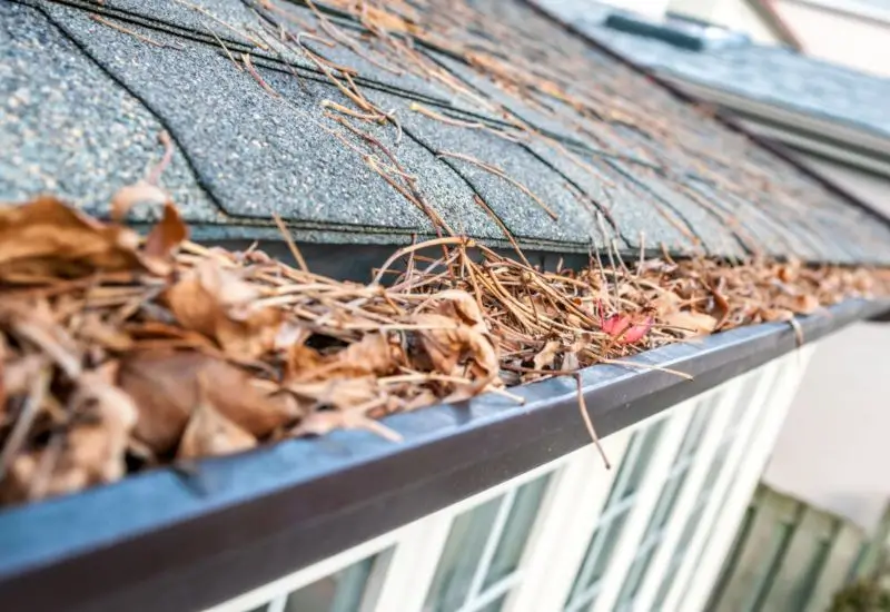 House gutter full of fall leaves